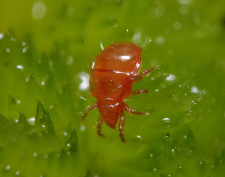 Datei:Hypochthonius rufulus A6205 PL8858.JPG
