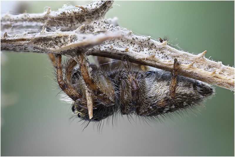 Datei:Mogrus neglectus female lateral Schaefer.jpg