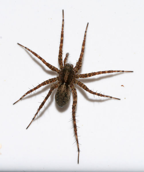 Datei:Pardosa-amentata-female1.jpg