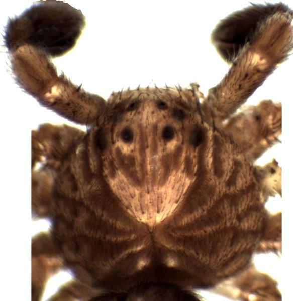 Datei:Philodromus emarginatus male prosoma HLovbrekke.jpg