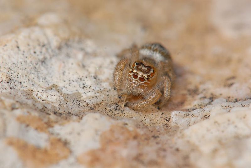 Datei:T. imperalis W4.JPG