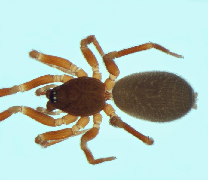 Datei:Walckenaeria languida female 20140419142756-eaf54c70-me.jpg