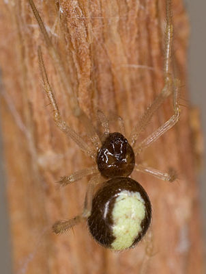 Neottiura bimaculata 7-6872.jpg