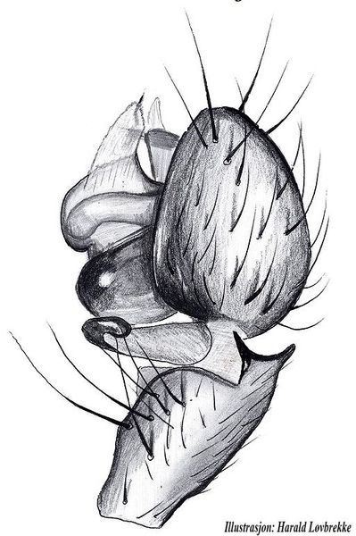 Datei:Oedothorax fuscus palp HLovbrekke.jpg