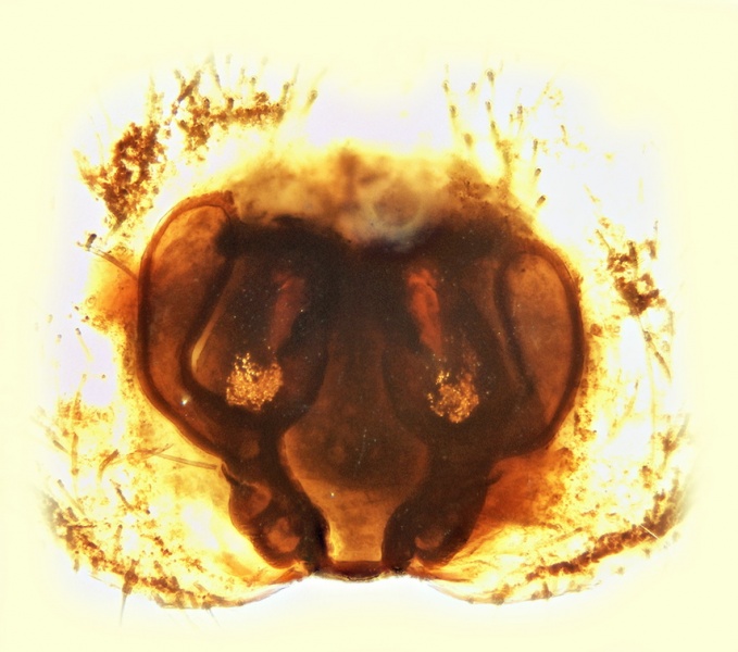 Datei:Parasyrisca vinosa Vulva 20160831132717-b4b70903-me.jpg