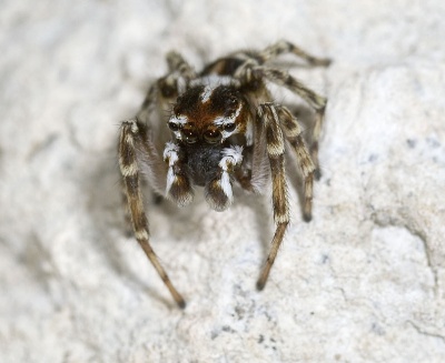 Habrocestum graecum GR-Igounemitsa 10-05 02.jpg