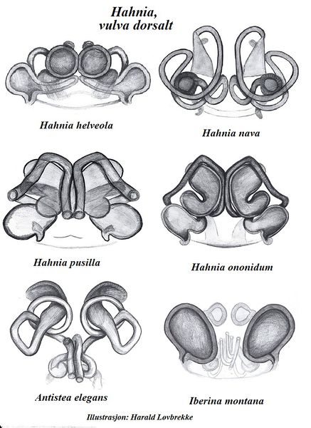 Datei:Hahnia vulva dorsalt HLovbrekke.jpg