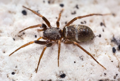 Micaria-nivosa Karwendel 17-07 01-female.jpg