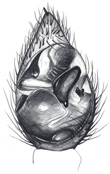 Datei:Pardosa agricola palp under HLovbrekke.jpg