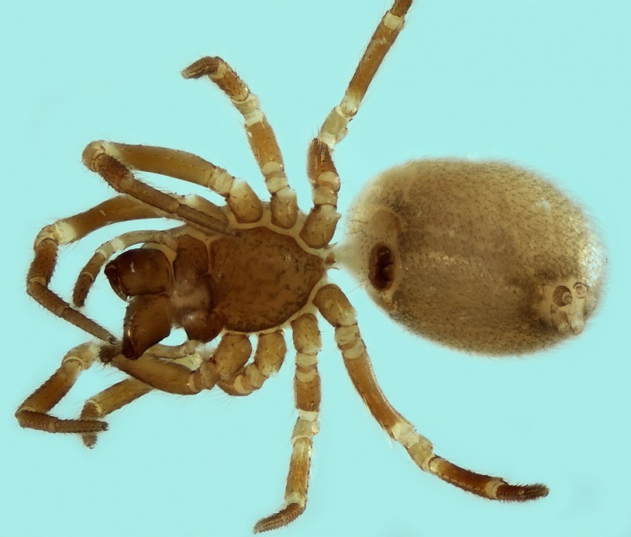 Datei:Tapinocyba ventosa female 20171218210653-640359d9-me.jpg