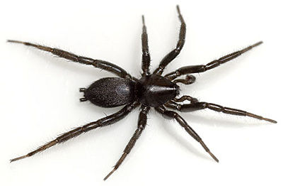 Zelotes erebeus m dorsal.jpg