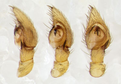 Zodarion-gallicum Sardinien-GoleGorroppu 13-05 01-ped.jpg