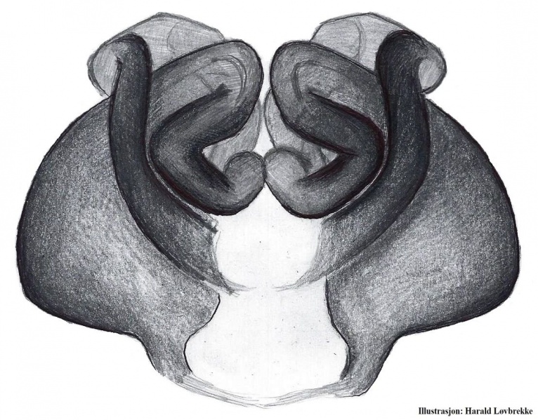 Datei:Cheiracanthium erraticum vulva do HLovbrekke.jpg