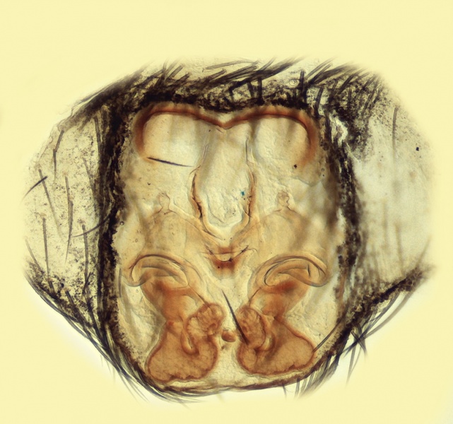 Datei:Civizelotes ibericus Vulva 20160209203203-962990e7-me.jpg