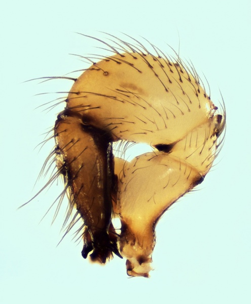 Datei:Holocnemus pluchei 20150917193445-52b19356-me.jpg