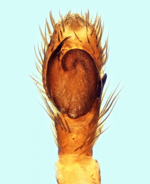 Datei:Neaetha absheronica male palp 20150930172444-a45029bf-me.jpg