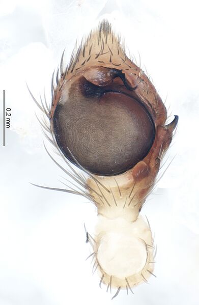 Datei:Palp ventral.jpg