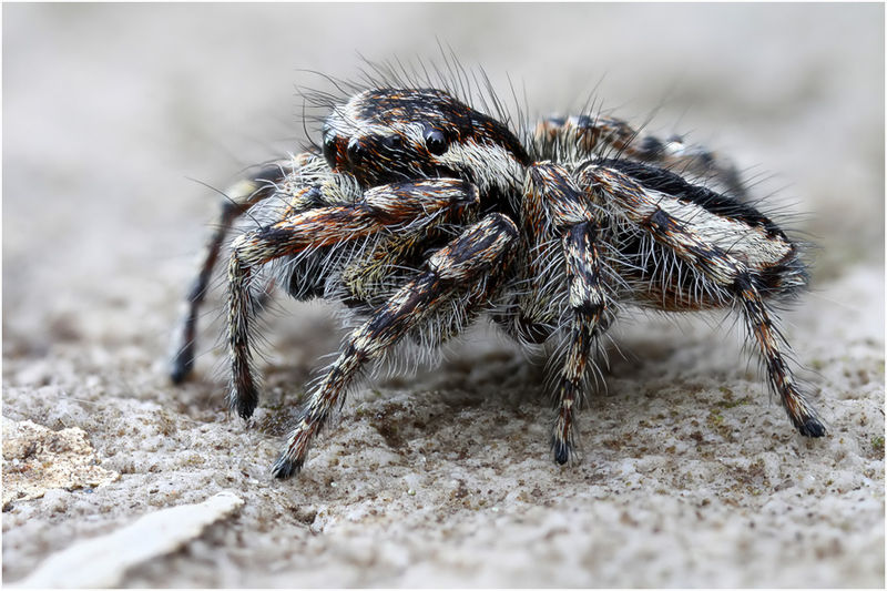 Datei:Philaeus chrysops Male Lateral Schaefer.jpg