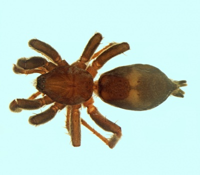 Poecilochroa furcata male 20170921114548-14b9fc93-me.jpg