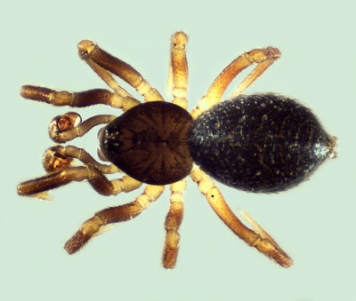 Sauron rayi m do POger.jpg