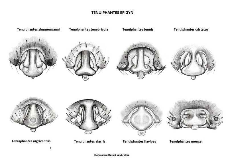 Datei:Tenuiphantes epigyn2 HLovbrekke.jpg