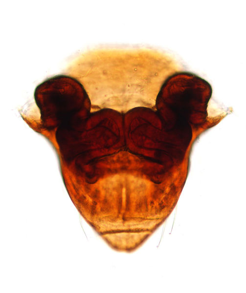 Datei:Tibioplus diversus female A6008 O3006.jpg