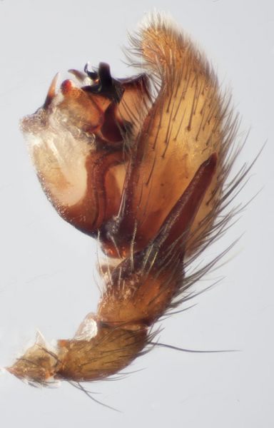 Datei:Zelotes longipes LP-lateral-HH.jpg