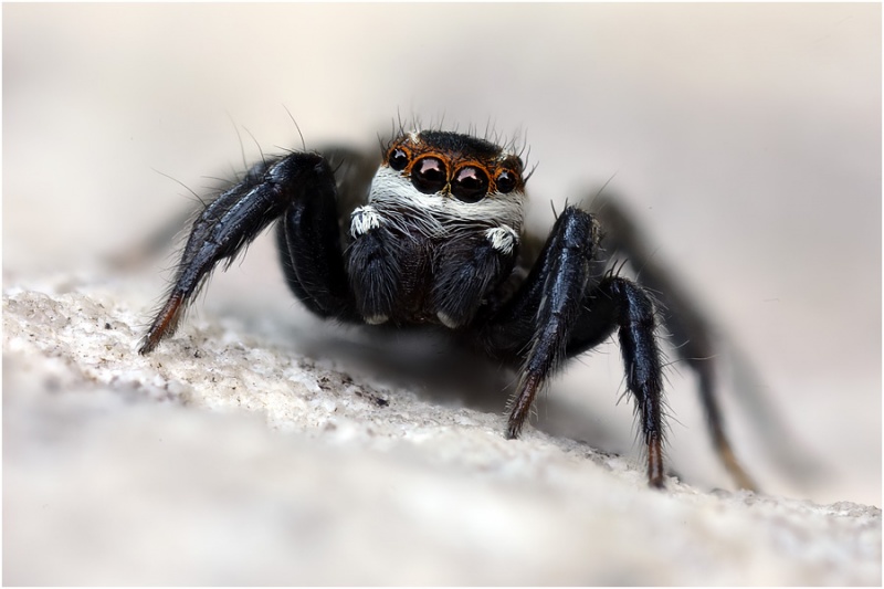 Datei:1238 51kl r.jpg