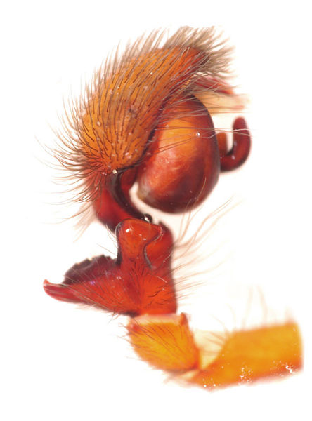 Datei:Amaurobius ferox male A4144 PN3437.jpg