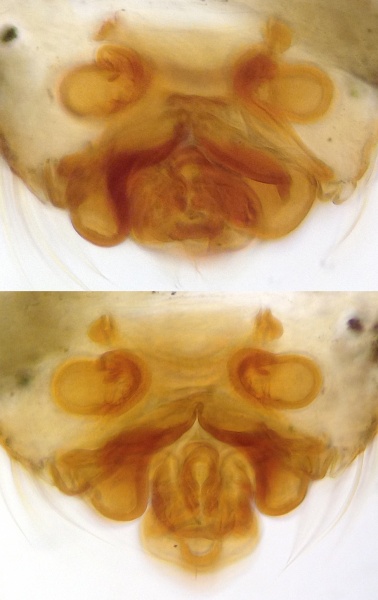 Datei:CentromerusCapucinusEpigyneVentralDorsal.jpg