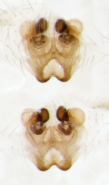 Datei:Clubiona-genevensis Sardinien-Bosa 13-04 06-Epig-Vulva.jpg