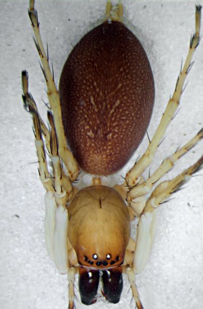 Clubiona carulescens fem dorsal.jpg