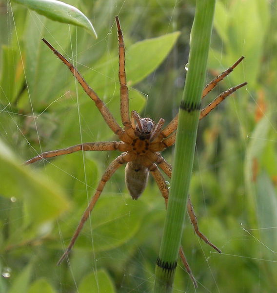 Datei:Dolomedes plantarius ventral Russia-Karelia AKainelainen.jpg