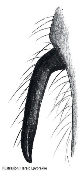 Datei:Leviellus stroemi epigyn lateral HLovbrekke.jpg