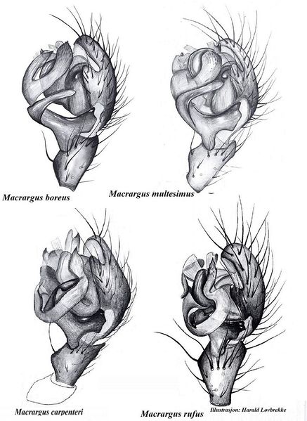 Datei:Macrargus palper HLovbrekke.jpg