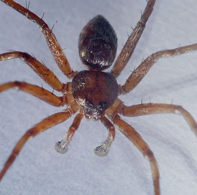 Philodromus collinus m dorsal.jpg