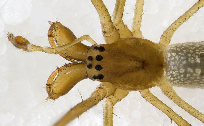 Datei:Tetragnatha-intermedia Sardinien-IsolaCaprera 13-04 01-chlz.jpg