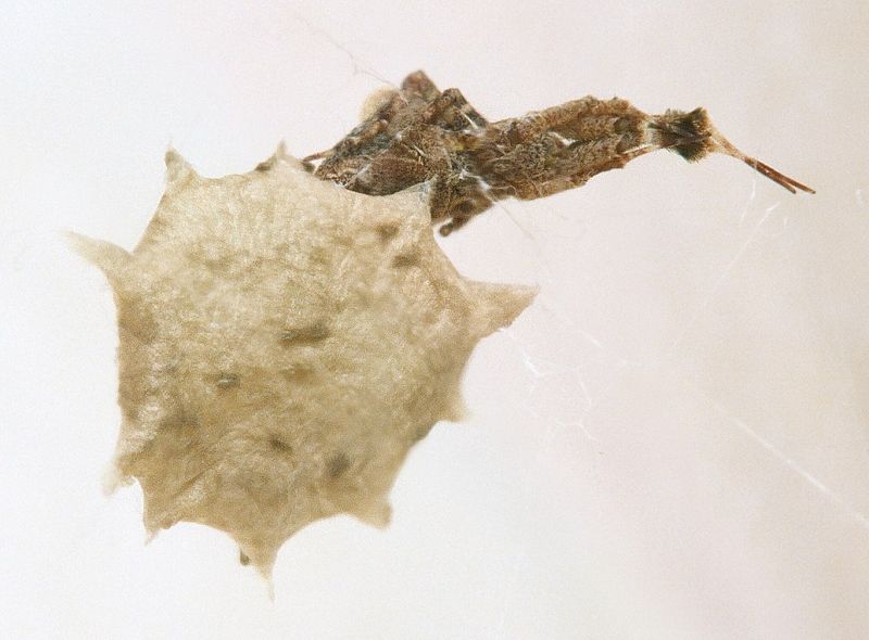 Datei:Uloborus plumipes Kokon.jpg