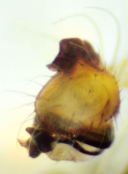 Datei:Ero toberculata m pedi vent.jpg