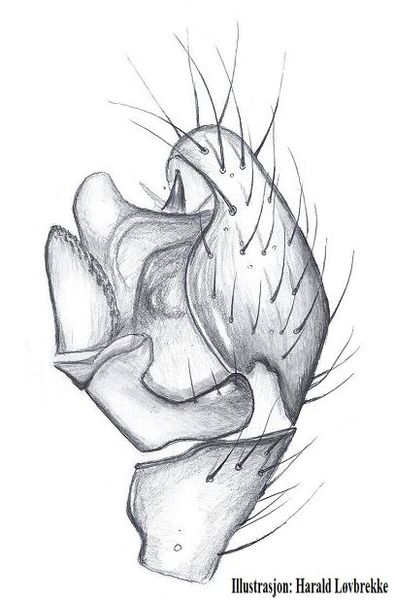 Datei:Maro lepidus palp HLovbrekke.jpg