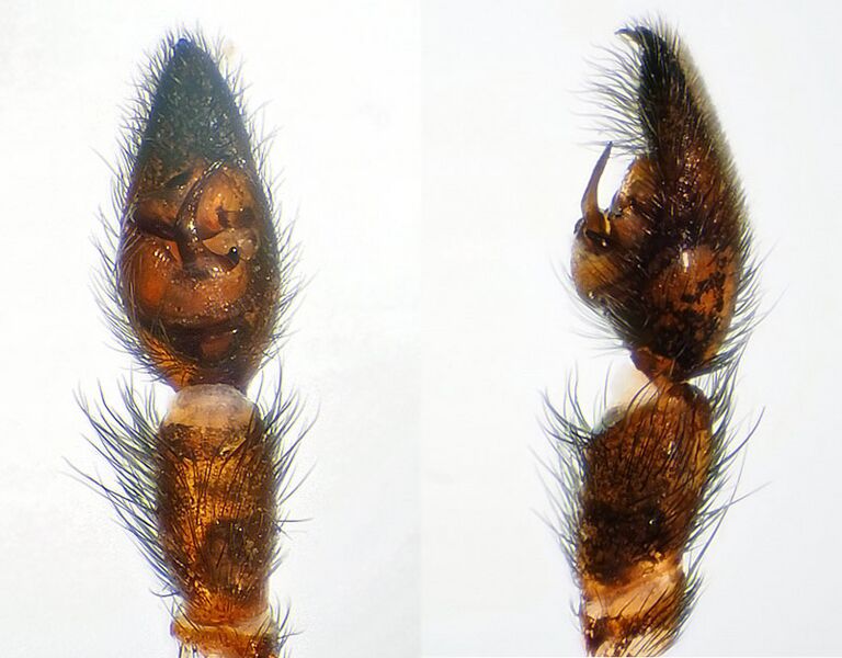 Datei:Pardosa-lugubris-bd filtere.jpg