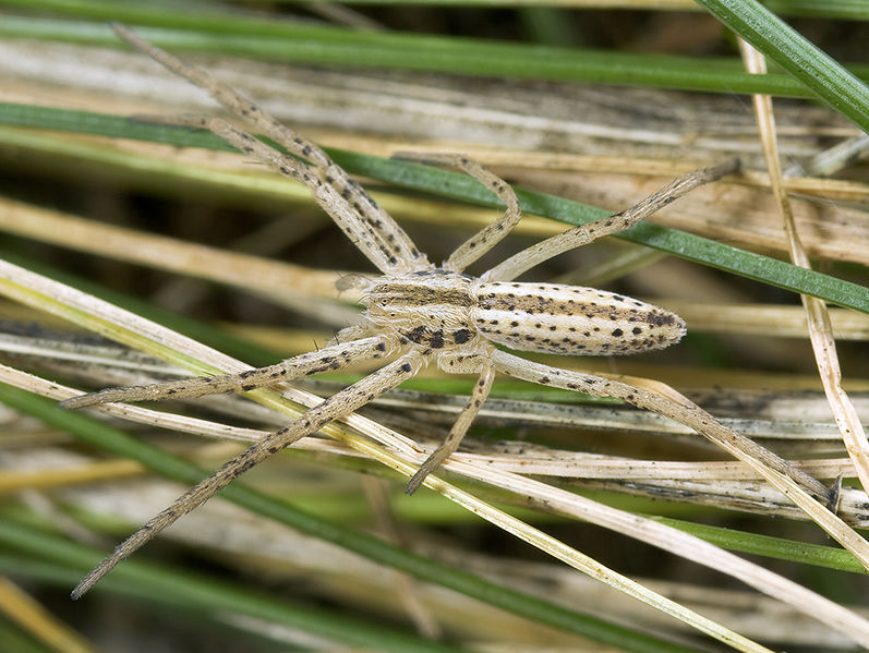 Datei:Tibellus-oblongus Kohlgrund 09-09 02-female.jpg