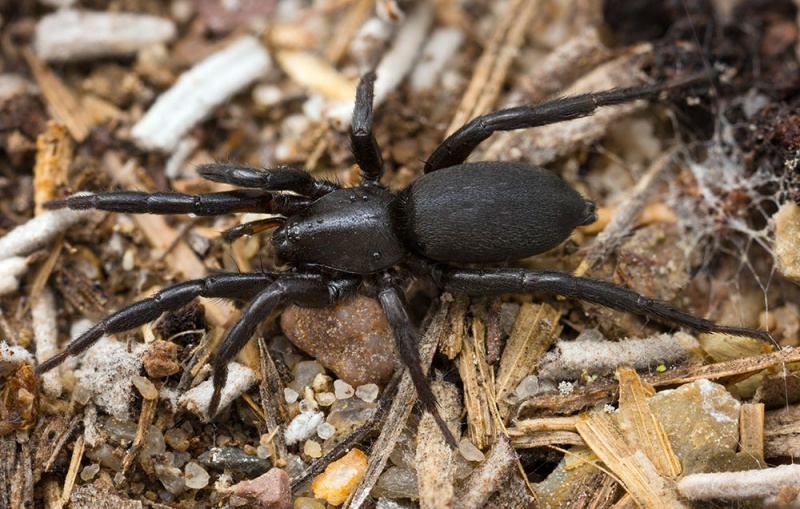 Datei:Zelotes-hermani Bulgarien-Losen 17-04 02-female.jpg