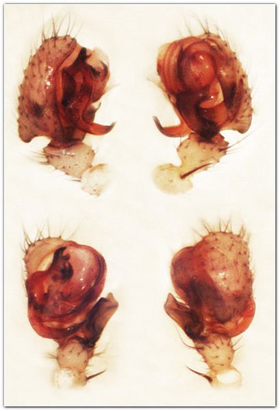 Datei:Centromerus brevivulvatus palp MFarlund.jpg