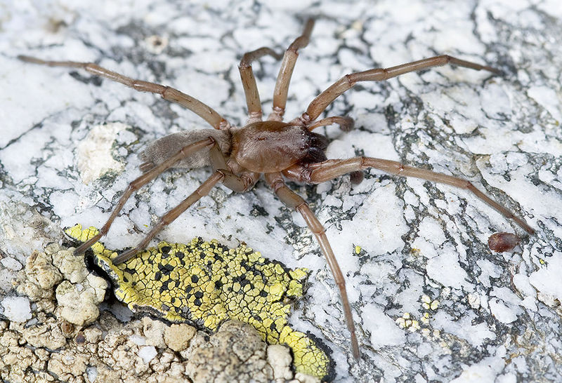 Datei:Drassodex-drescoi Alpen-Matterhorn 14-09 05-male.jpg