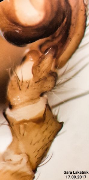 Datei:Inermocoelotes microlepidus patella tibia retrolateral.jpg