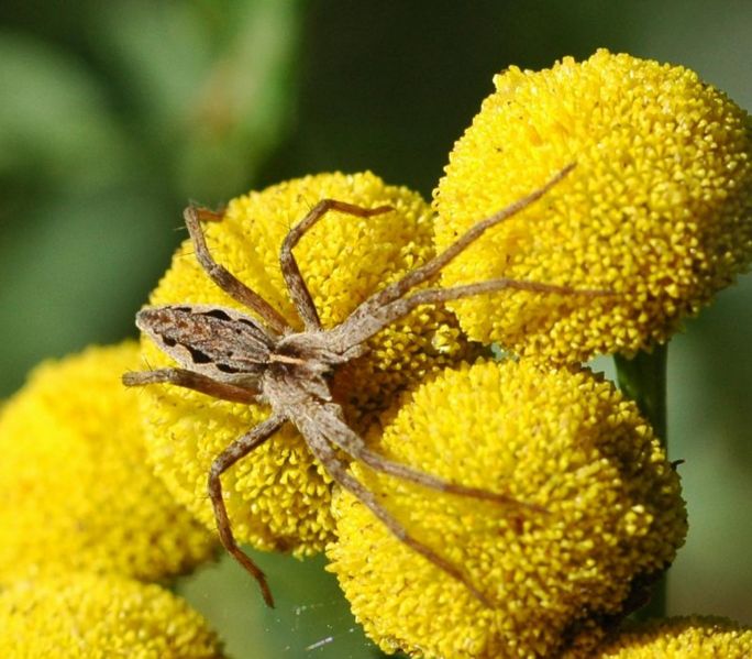 Datei:Pisaura mirabilis-290808-800.jpg