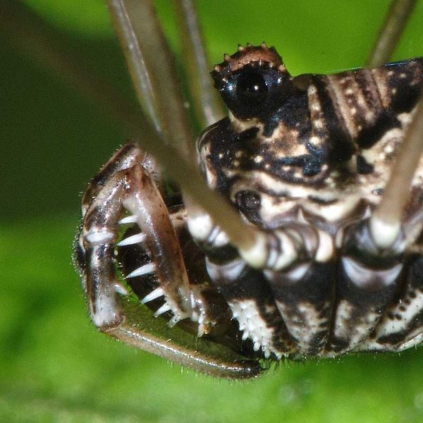 Datei:Platybunus pinetorum (3).JPG