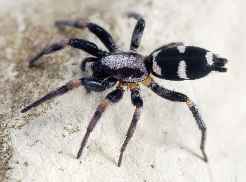 Datei:Poecilochroa-albomaculata Portugal-Periero 12-04 02.jpg