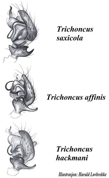 Datei:Trichoncus palp sammlung HLovbrekke.jpg